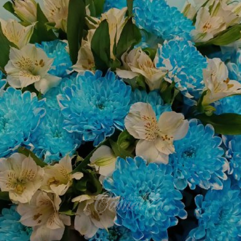 Небесная гармония 1